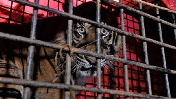 BKDSA Jambi Immediately Released The Sumatran Tiger At TNKS