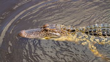 3 Meter Crocodiles Stuck In Fishermen's Nets, Natuna Firefighters Evacuate Release Back In Their Habitat