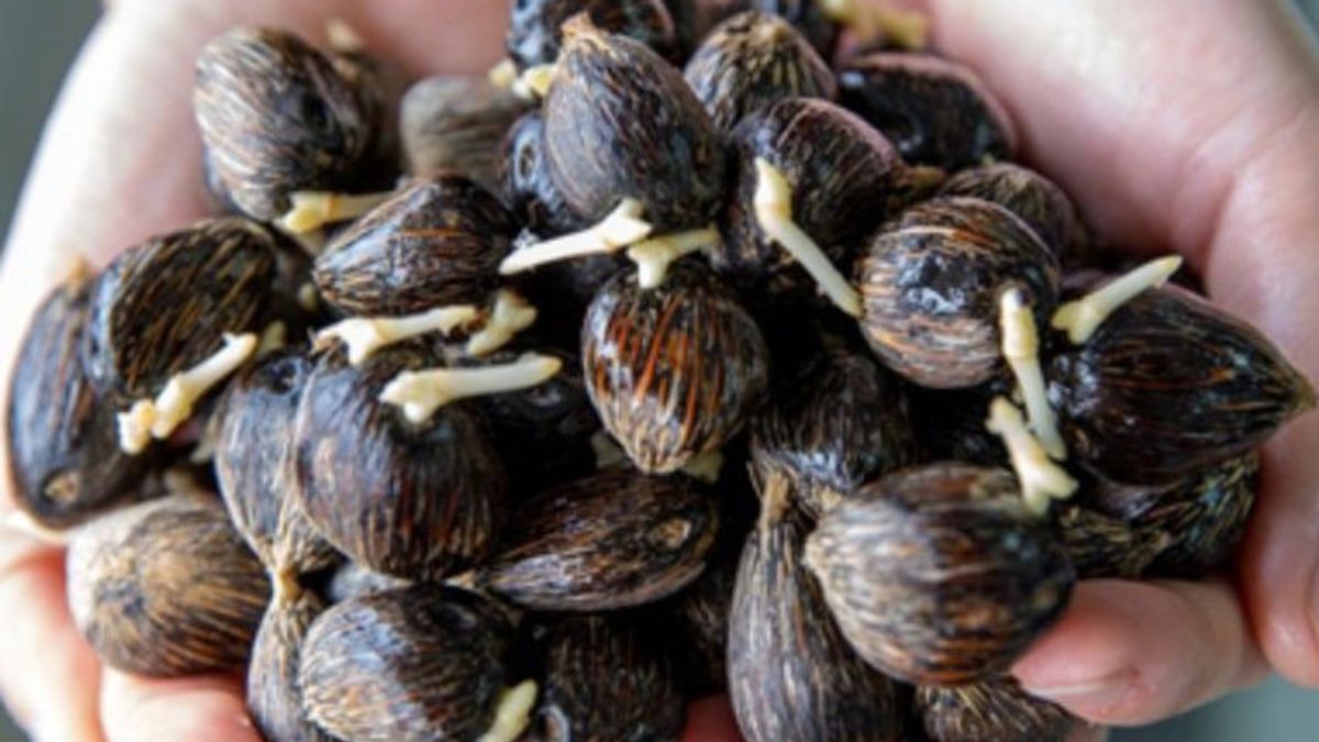 アジアアグリ、トパズGTパーム油優れた種子を紹介