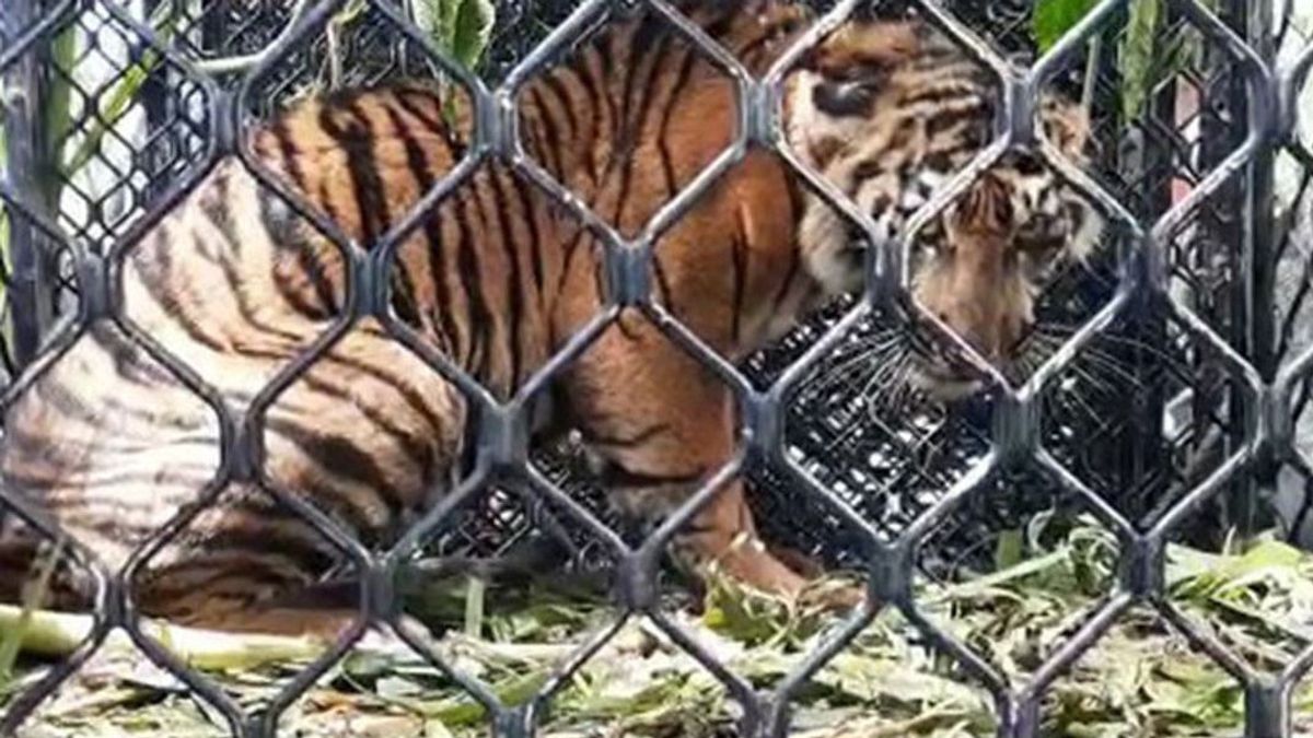 Tiga Harimau Sumatra Mati di Kawasan Hutan Aceh Selatan
