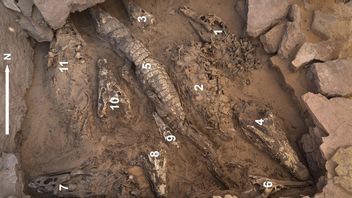 研究人员在古埃及垃圾倾倒下发现十具鳄鱼木乃伊