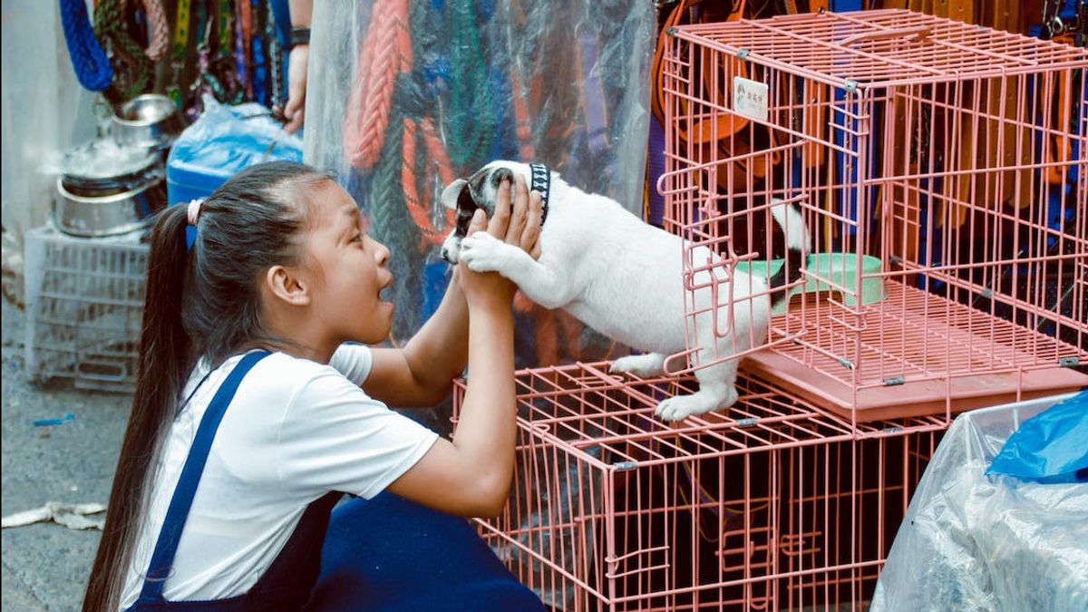 西マンガライNTTの摂政は、狂犬病の蔓延を防ぐために住民にイカットを注文するか、犬を飼うように命じました