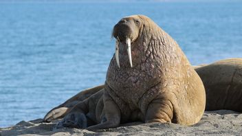 Thousands Of Kilometers From The North Pole, Walrus Is Targeted To France's Normandy Beach