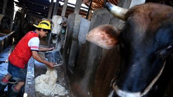 15 شاهدا فحصهم الشرطة حول شراء مليارات الأبقار في أتشيه
