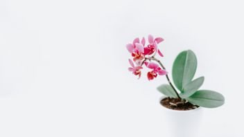 Tips For Buying Orchid Plants, Choose One That Has The Following 5 Criteria