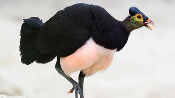 Maleo Bird, Sulawesi Endemic Animal With Critical Status