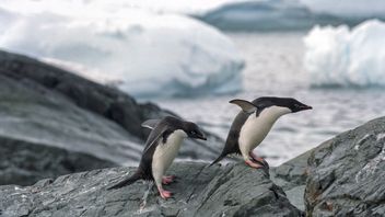 Pertama Kali! Flu Burung Terkonfirmasi di Antartika dan Ancam Koloni Penguin