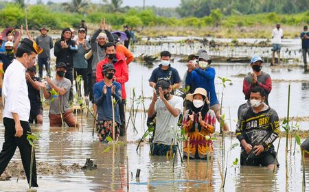 Gulung Celana Panjang, Jokowi Nyemplung di Desa Bebatu Tanam Mangrove