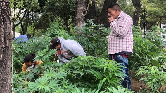 メキシコ最高裁判所は、令和3年6月28日現在の記憶の中で楽大麻の使用を合法化しました