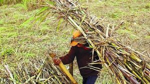Pemerintah Siapkan Rp1,5 Triliun, Gula Petani akan Diserap Lewat Mekanisme Lelang Transparan