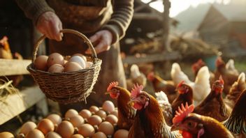 Uncover the Secrets of Successful Layer Chicken Farming for Beginners