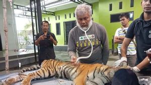 Harimau yang Masuk Perangkap Usai Serang Warga di Aceh Selatan Luka Parah