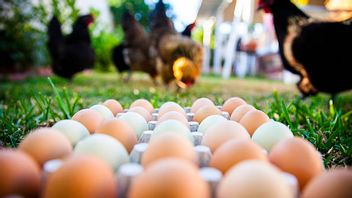 ケージフリー卵、消費者が注目し始めている持続可能な食糧ソリューション