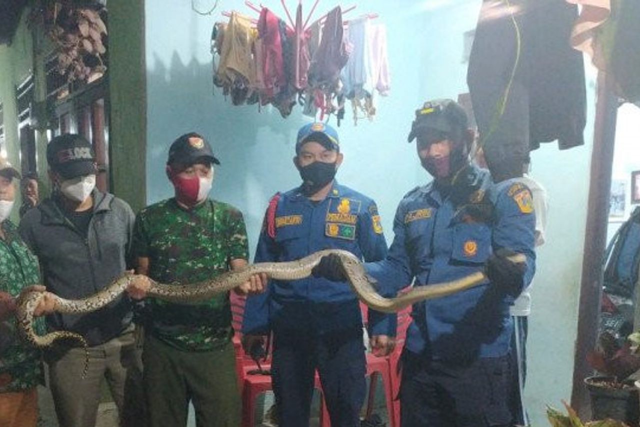 Ular Sepanjang 2 Meter Jatuh ke Kamar Mandi Perumahan Warga di Pasar Minggu