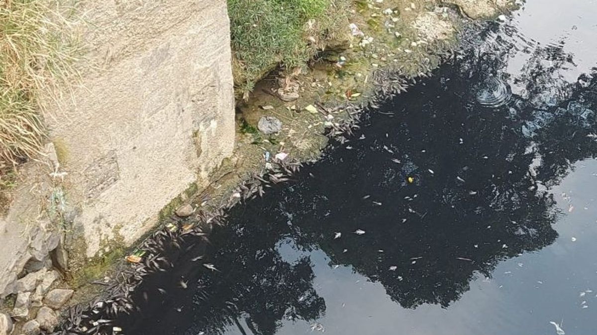 チレオンシ川の水が黒くなり、魚が死んだ