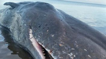 死亡 9 米抹香鲸搁浅与伤口在 Ntt