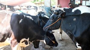 Kabar Gembira dari Boyolali: Produksi Susu di Kabupaten Ini Meningkat Capai 12,53 Juta Liter