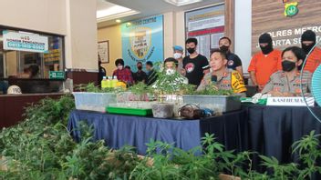 Rent Apartments To Save Cannabis Plants, Two Unemployed Turns Of IDR 40 Million Arrested By South Jakarta Police