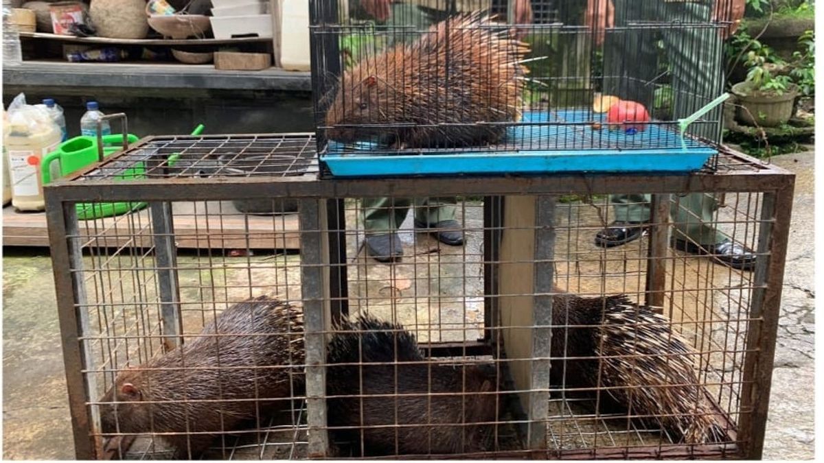 良心を乱Sukena さんとジャワハリネズミの事件です