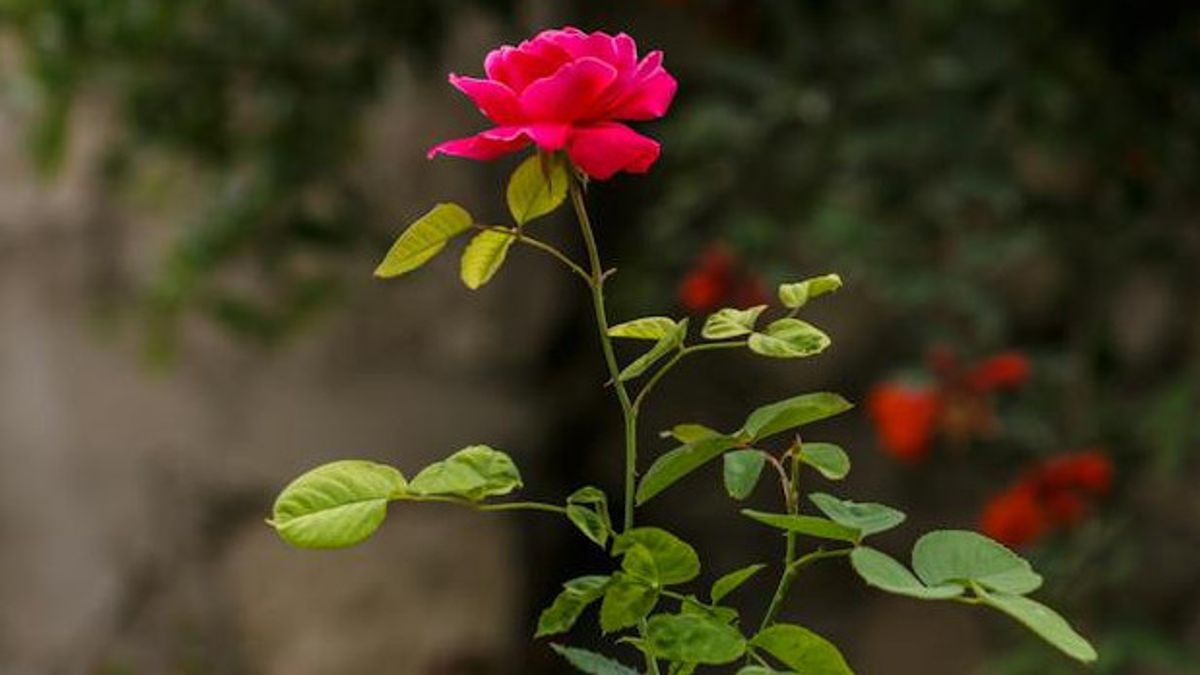 Kenali 7 Penyakit pada Tanaman Mawar serta Cara Mengatasinya