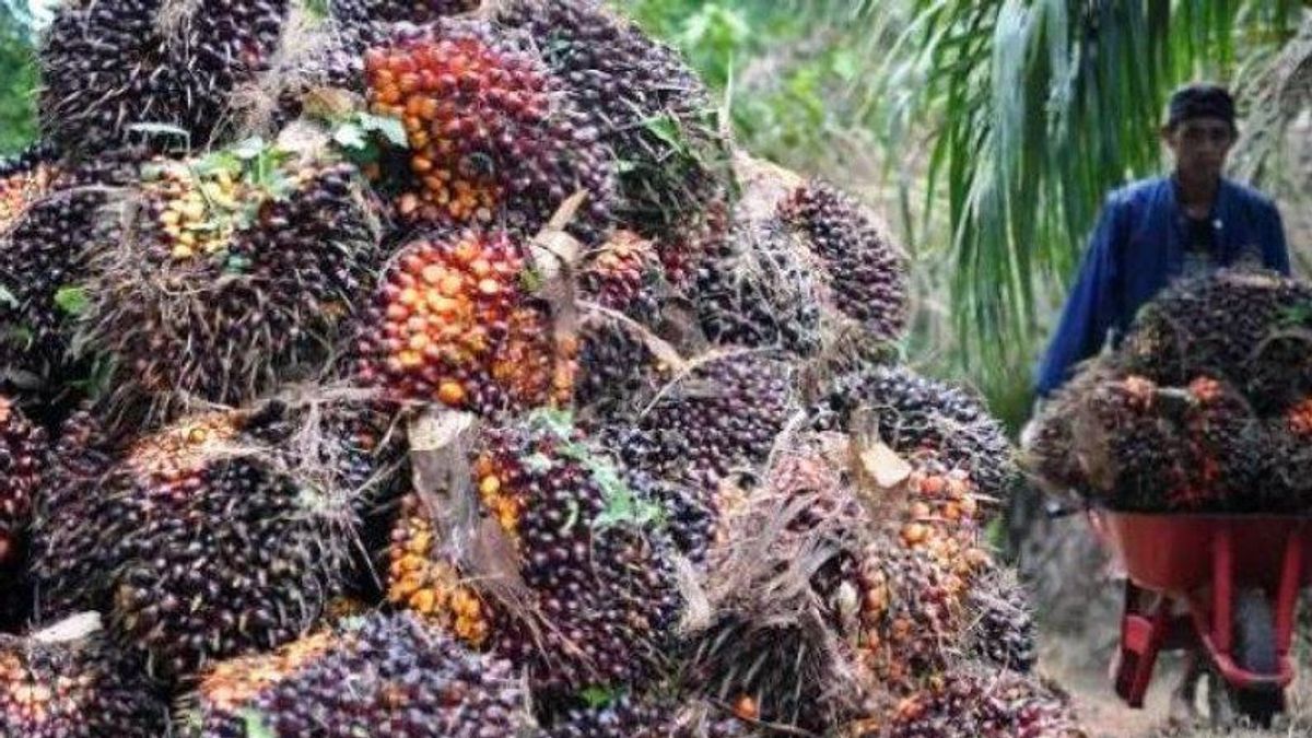 Global Economy Slows Down, Indonesia's Palm Oil Production Remains Stable