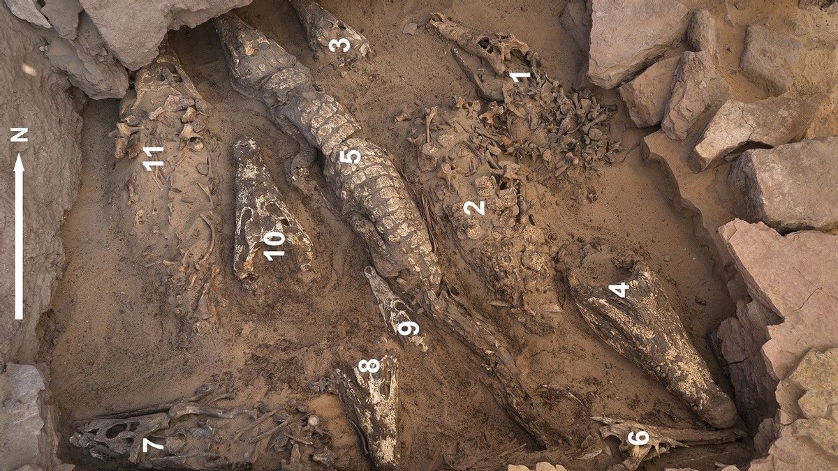 Peneliti Temukan Sepuluh Mumi Buaya di Bawah Pembuangan Sampah Mesir Kuno