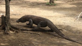 Les Corps Des Travailleurs Du Projet Jurassic Park Sur L'île De Rinca Ont été Mis En Pièces Par Le Dragon De Komodo