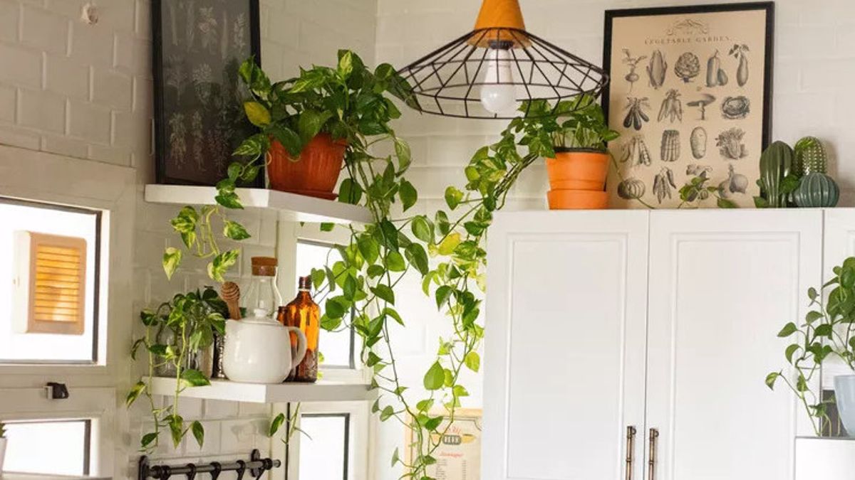 10 Plants That Are Suitable For Kitchen Decoration, Make The Room Atmosphere Fresher