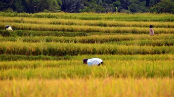 Throughout 2023, A Total Of 29,342 Sawah Hectares In Lampung Were Registered By AUTP