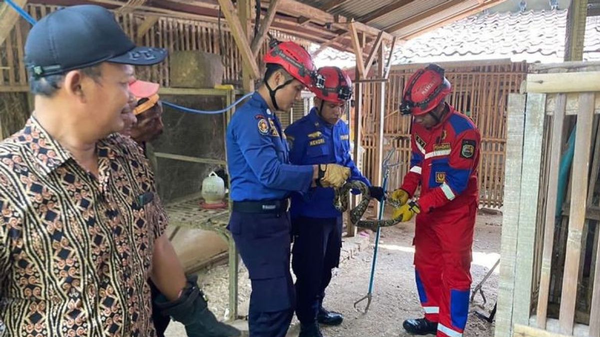 Trenggalek Firefighter Evacuation Of Pythons That Want To Prey Residents' Livestock