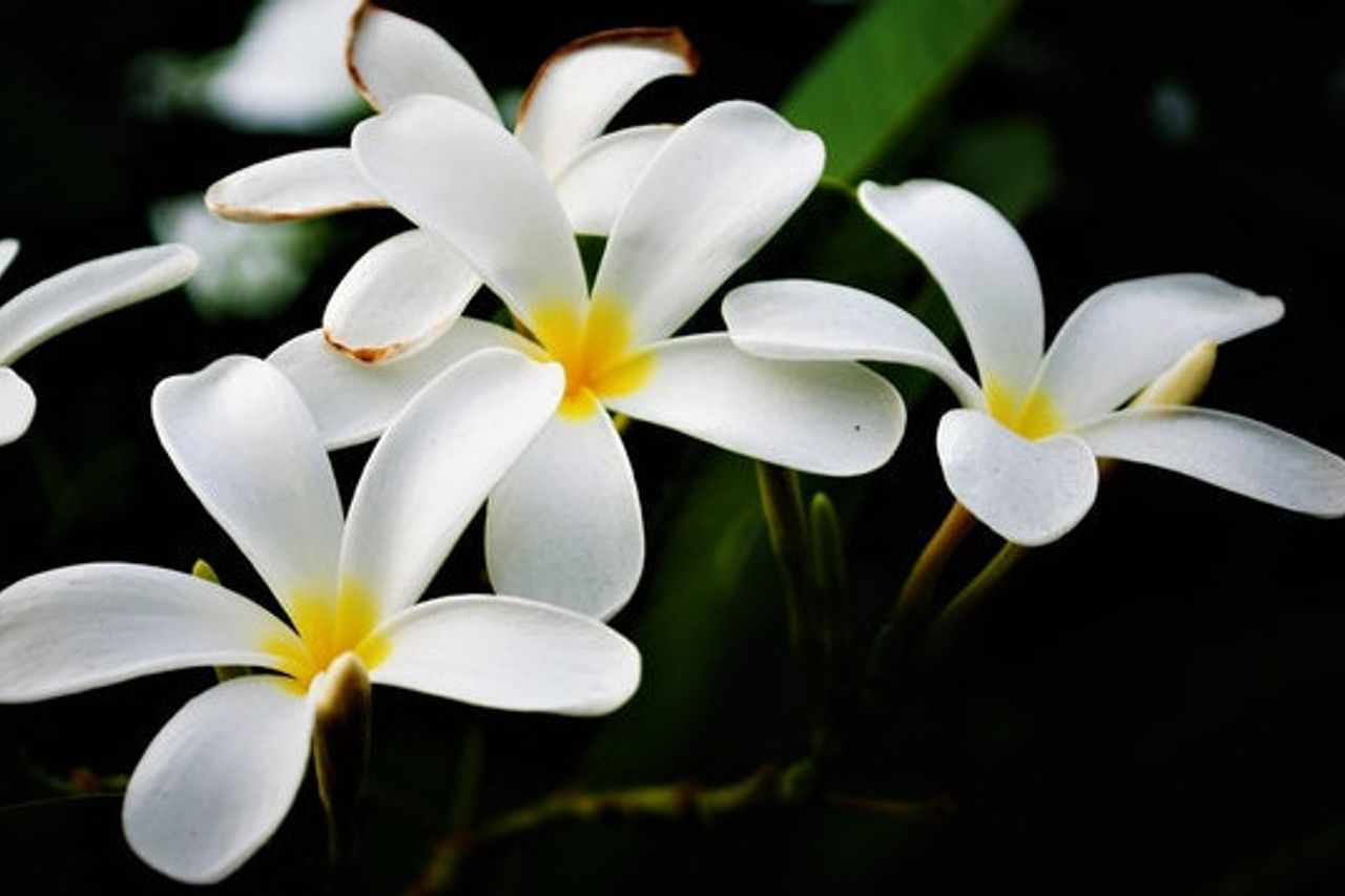 暑い日差しの中で美しく滞在し、これらは耐熱性観賞植物の5種類です