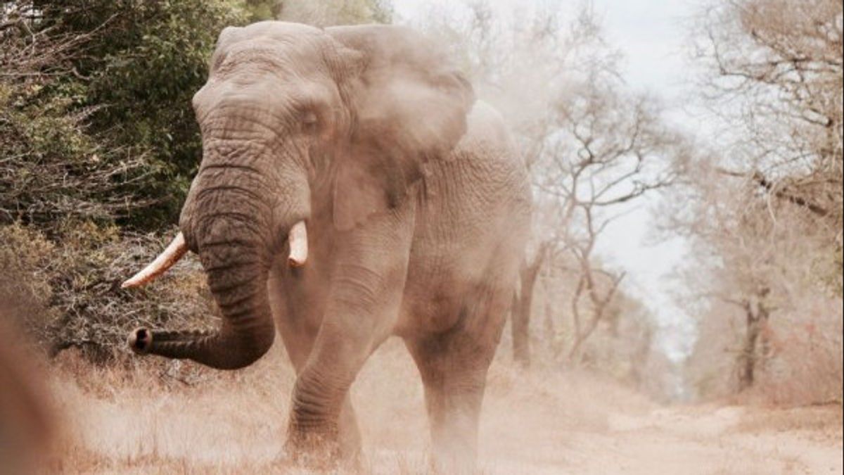 A Herd of Elephants Was 200 Meters from Residential Residents, Officers in Suoh Lampung Implement Night Guards