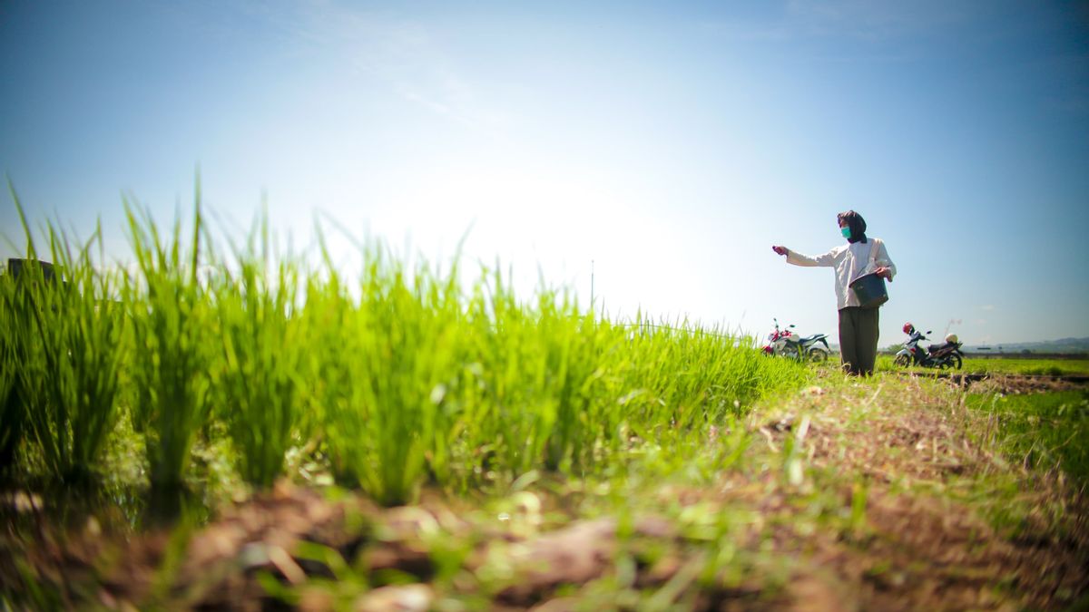 توقعات الجفاف بانجانج ، وزارة الزراعة تسريع زراعة بذور الأرز مانديري
