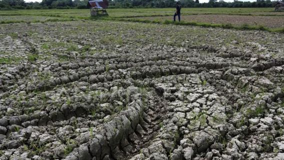    Sumbawa dan Lombok Timur Siaga Darurat Kekeringan