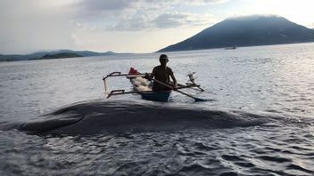 10.5メートルの長いマッコウクジラがセバンジャルアラービーチ、NTTに打ち上げられました