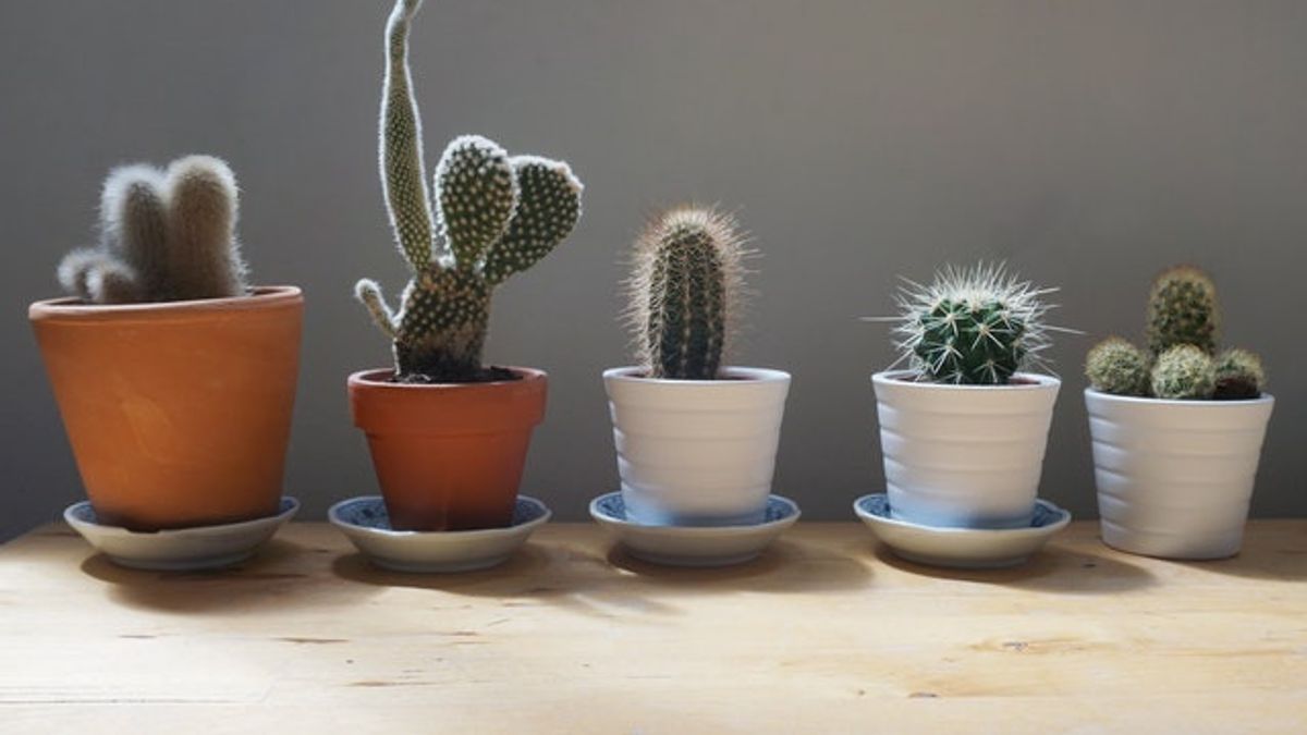 The 5 Most Popular Types Of Cactus Plants On The Market