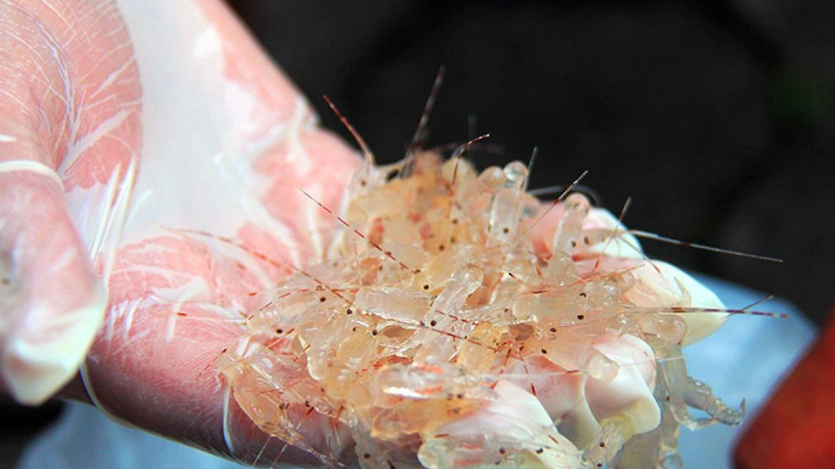 Le KKP renforce la surveillance pour la prévention du trafic de semences de Lobster
