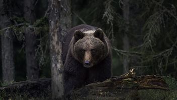 La Roumanie autorise le quota de chasse aux ours pour contrôler la population et la prévention des attaques mortelles