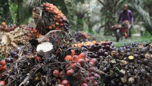 Perkebunan Kelapa Sawit Terbesar di Indonesia, Inilah Daftar Perusahaannya