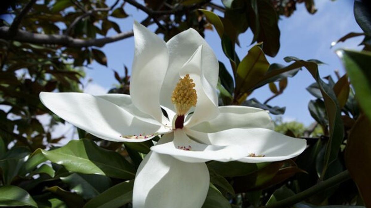 Bunga Harum And Menumpuhkan, These Are 5 Types Of Magnolia Plants