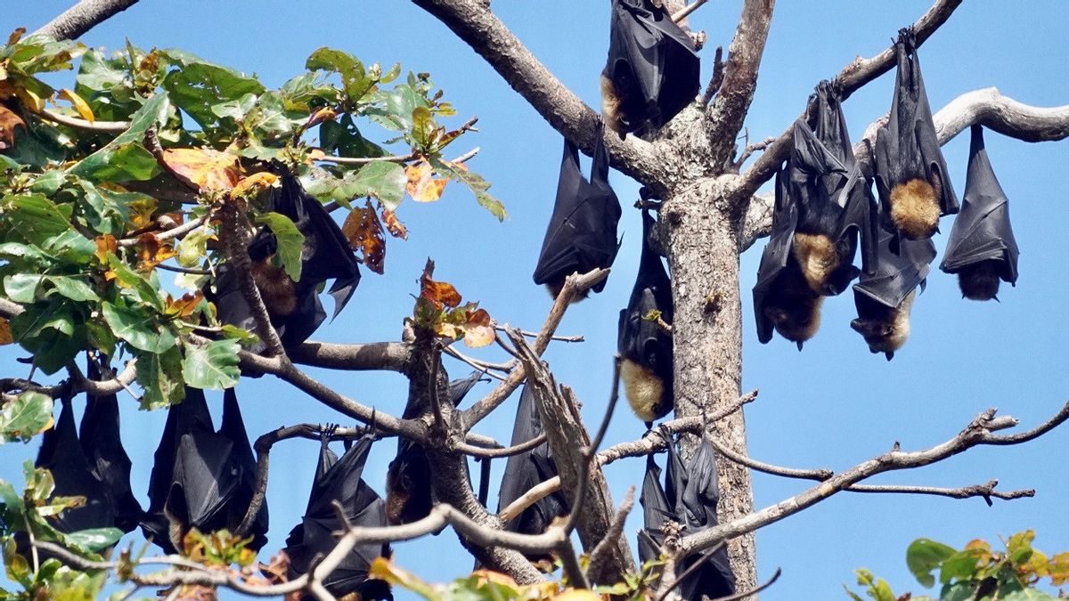 A Child Died Of Nipah Virus: 38 People Are Isolated, 11 Of Them Have Symptoms Of Infection