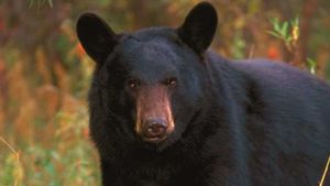 Seorang Wanita Tewas Dimakan Beruang Hitam di Colorado, AS
