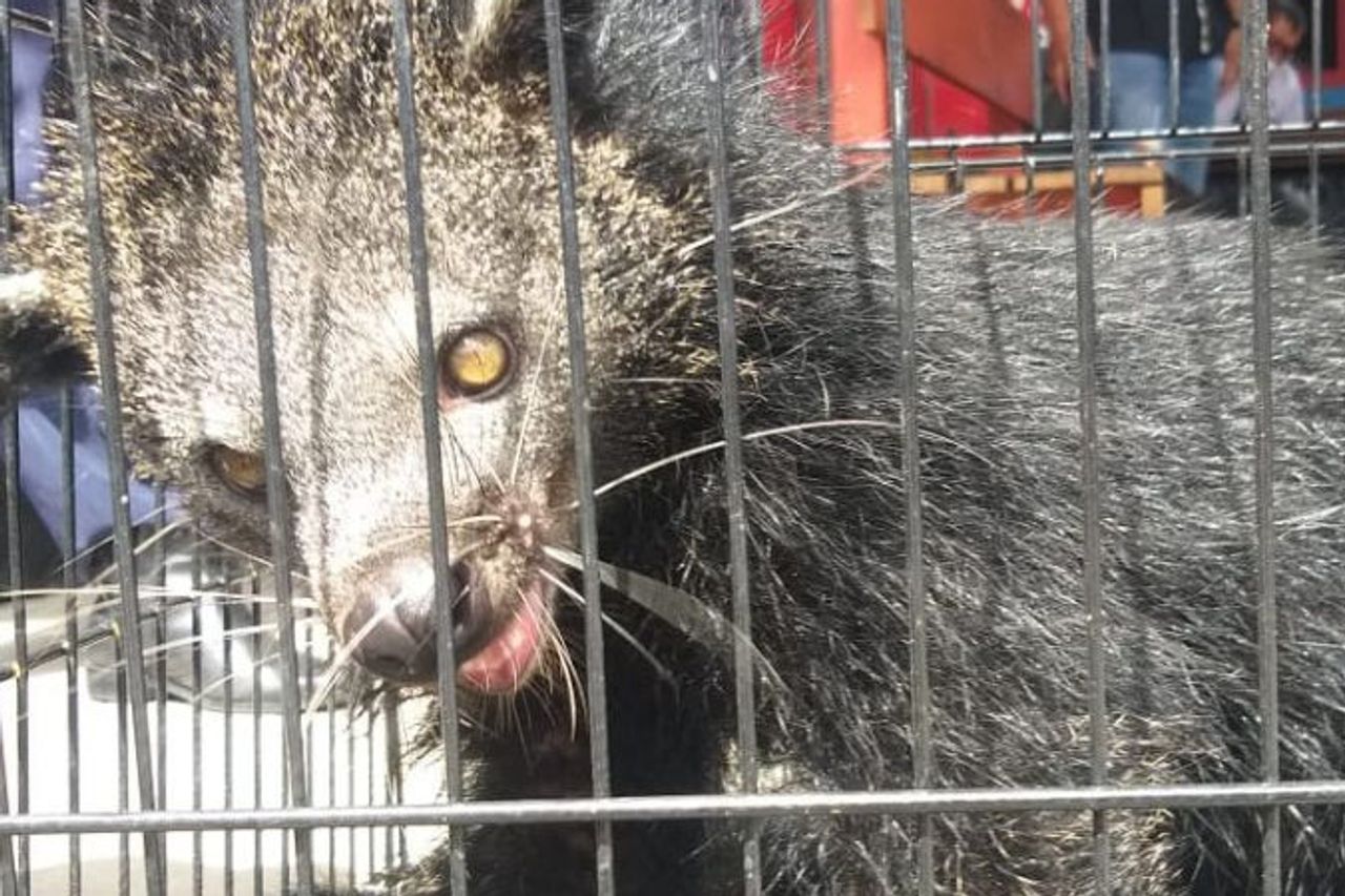 Binturong Animals That Enter Residents' Houses In Payakumbuh Are Handed Over To BKSDA
