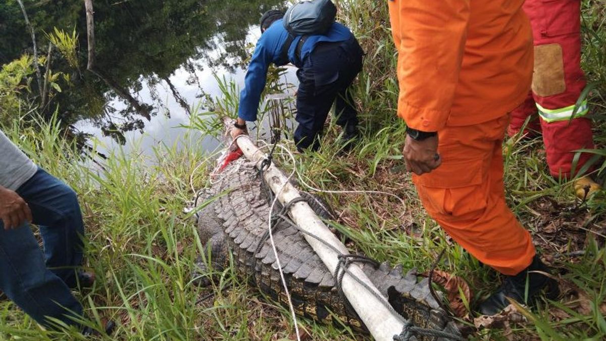 3 米河口鳄鱼释放在纳图纳拖河