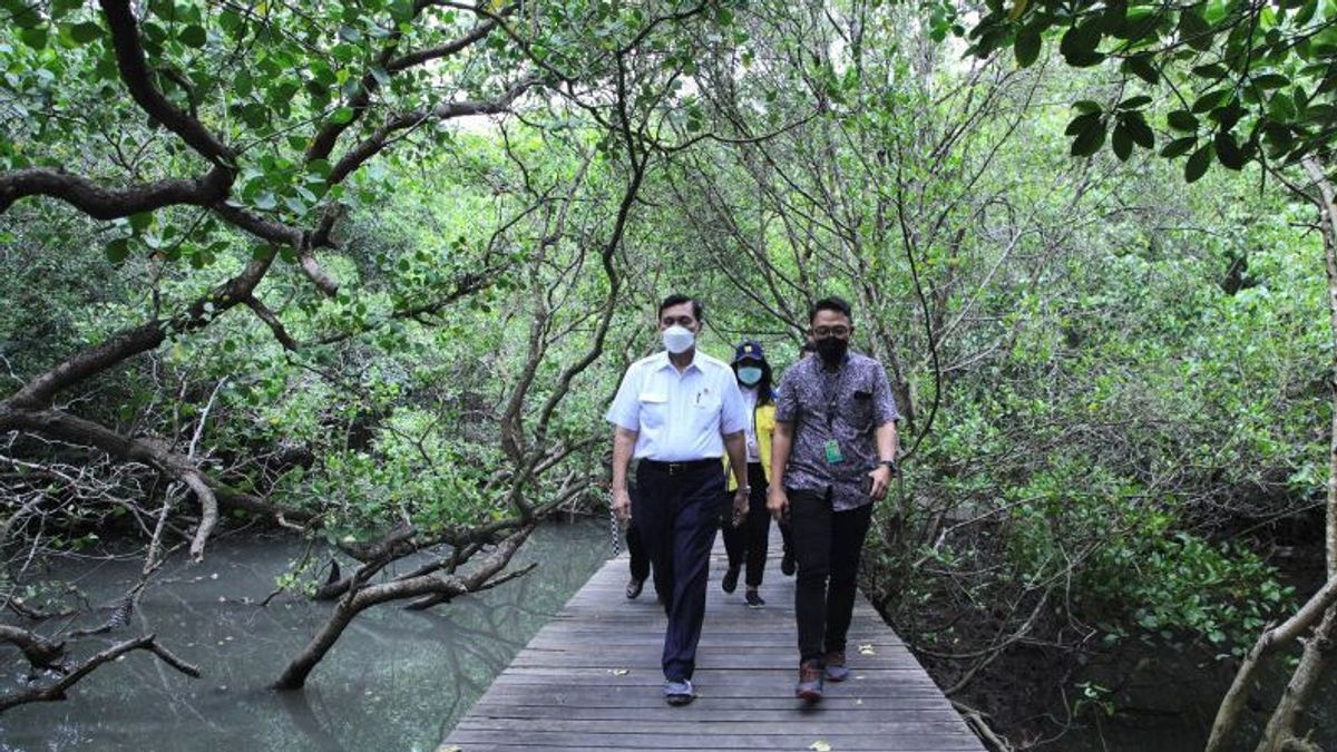 Le Ministre Coordinateur Luhut : L’Indonésie Montrera Des Mangroves Aux Dirigeants Du G20