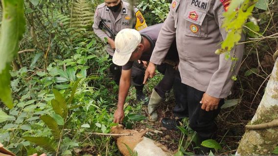 Still Observation, BKSDA Calls Dozens Of Dead Kambing In Solok Not Observation