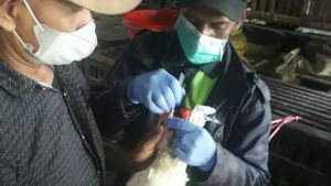 Virus Flu Burung di Surabaya: DKPP Ambil Sampel Unggas di Pasar Tradisional untuk Cegah Penyakit