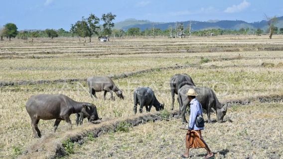 Musim Kemarau, 10 Ribu Hektare Lahan di NTB Kekeringan