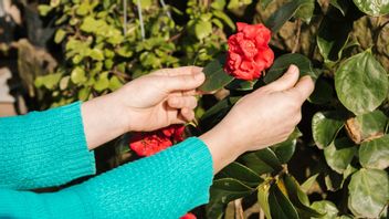 Discover Nature's Secrets about What Happens to Flowers After the Process of Pollination