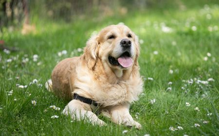 Rayakan Hari Anjing, Golden Retriever Jadi Wali Kota di Kyoto Jepang